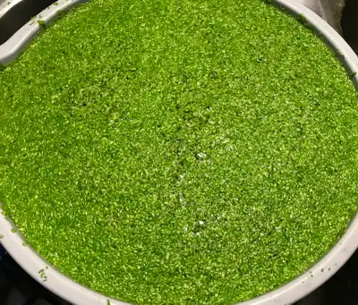 Large Portion Aquarium Plant - Duckweed, View more
