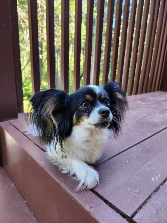 Épagneul papillon femelle 3 ans dans Chiens et chiots à adopter  à Laurentides - Image 2