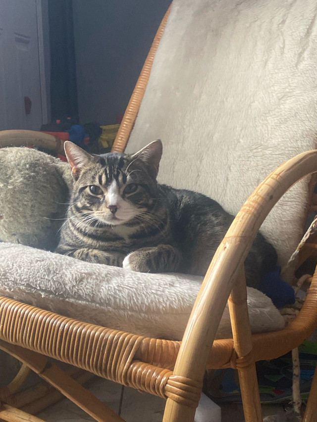 Lost Male Tabby  in Lost & Found in Calgary - Image 2
