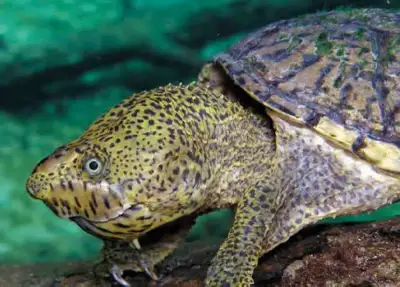 Looking for male loggerhead musk turtle, View more