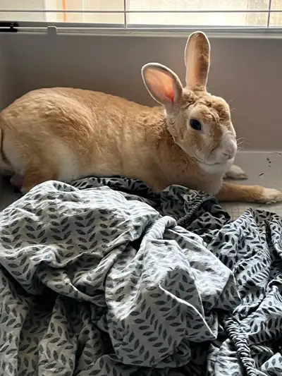 Lapin rex 3 ans à vendre avec cage appler Richard 450-670-2914