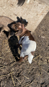 Male goat kid super friendly Nigerian boer Nubian moonspot