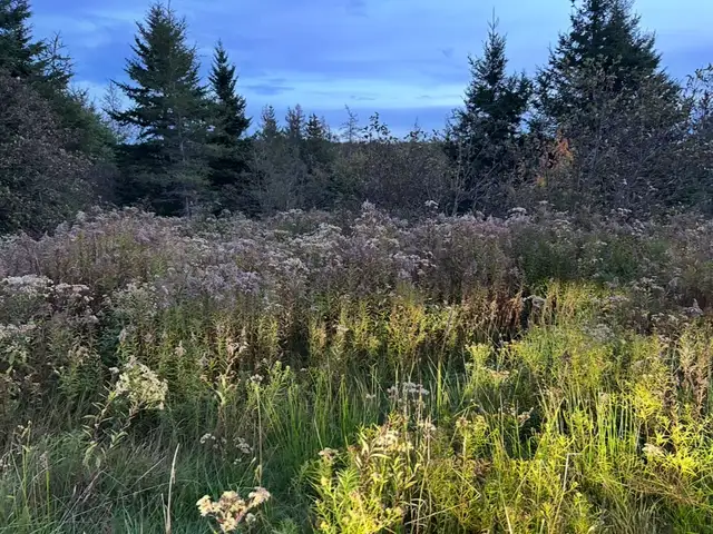 9 Acres of Land For Sale in Judique, Cape Breton, NS