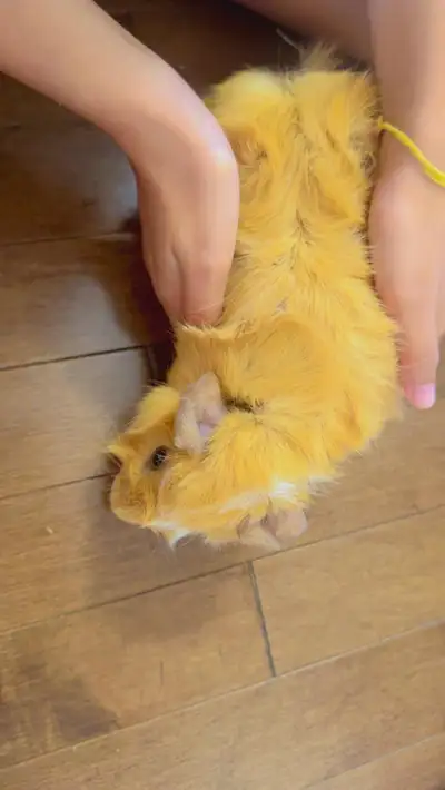 Young Guinea Pig, View more