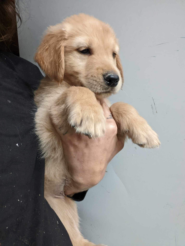 Chiot golden retriever 2 mois Chiens et chiots à adopter Laval/Rive Nord Kijiji