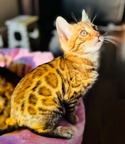 PUREBRED Bengal Kitten, View more