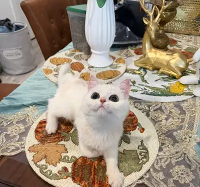 TICA-Registered Purebred British Shorthair & Kittens Available, View more