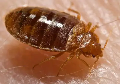 Offering over 25 Years of Pest Control Experience. Call/email or text 204-818-3695 for a Free Quote...