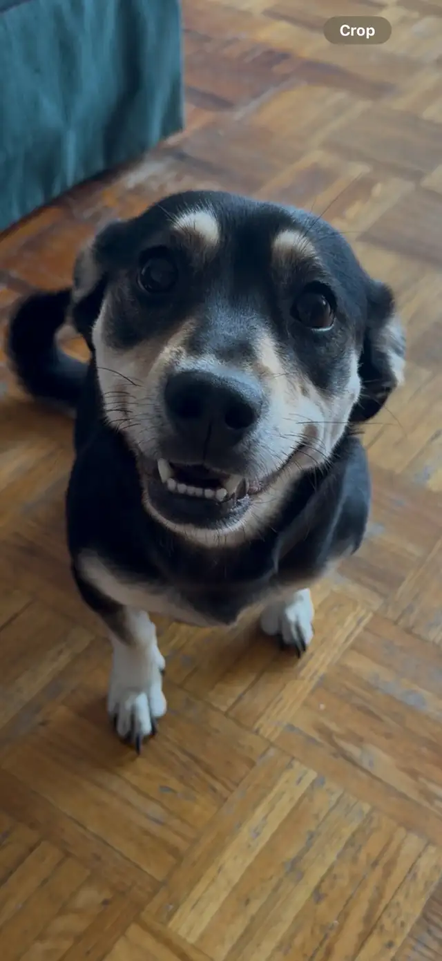 Finleigh – Female Corgi Mix Looking for an Experienced Home in Dogs & Puppies for Rehoming in City of Toronto - Image 2