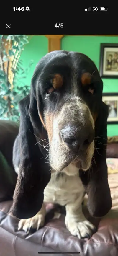 BASSET Hound pups, View more