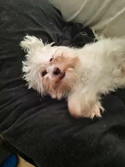MALTESE  /  BICHON PUPPY, View more