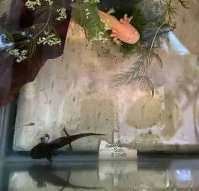 Pickup in Bracebridge $80 each 3 brown are left - no holds No white available at this time For more...