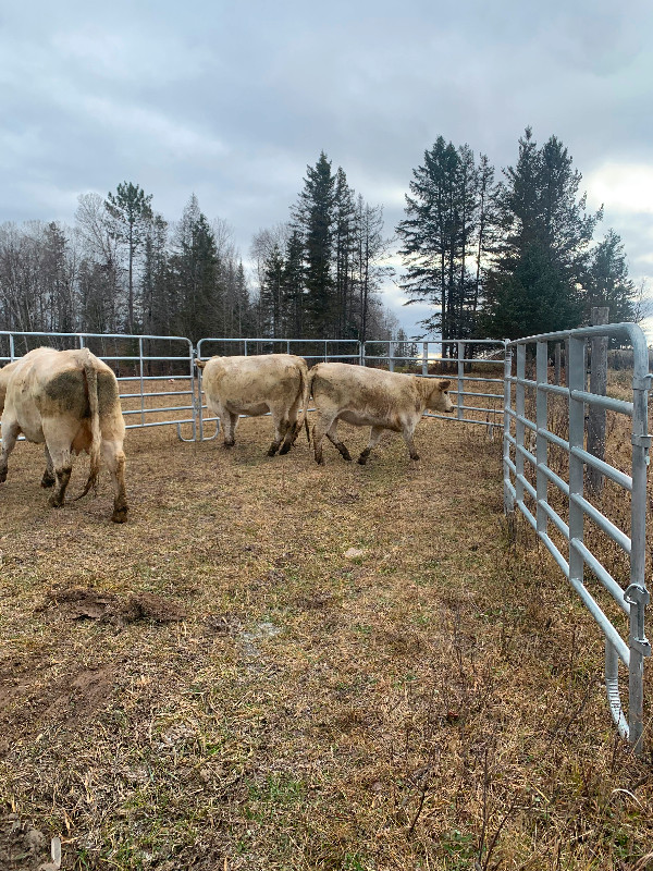 Bred Charolais Heifers in Livestock in Sudbury - Image 4