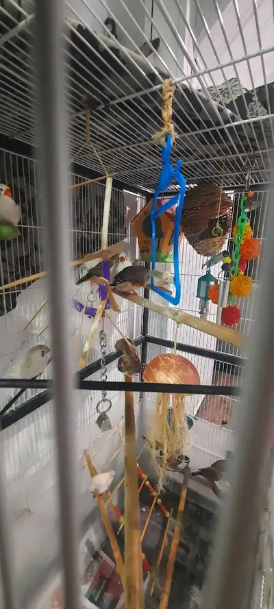 finches for clearance, View more