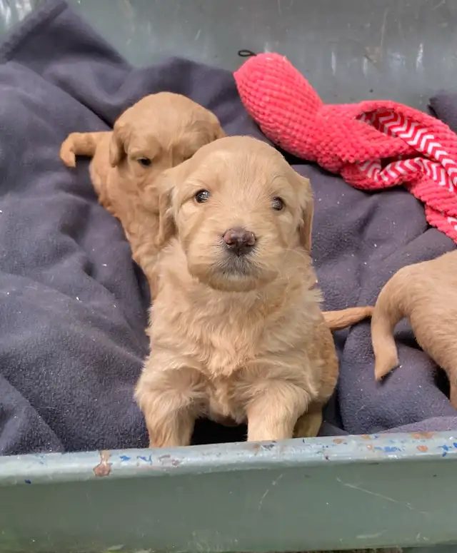 Mini Goldendoodle Puppies - DNA Testing and Health Guarantee in Dogs & Puppies for Rehoming in Guelph - Image 10