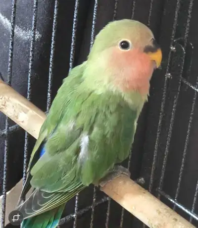 Baby Lovebird , View more