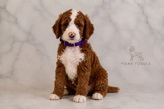 Adorable Standard Poodle Puppies in Dogs & Puppies for Rehoming in Richmond - Image 4