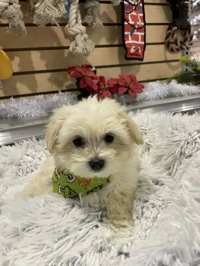 chiot morkie, View more