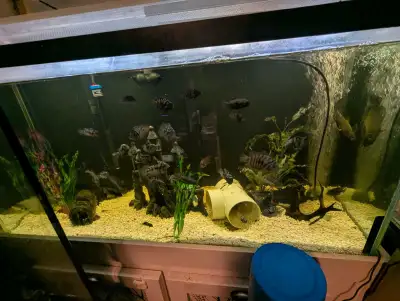 90 gallon setup with fish, View more