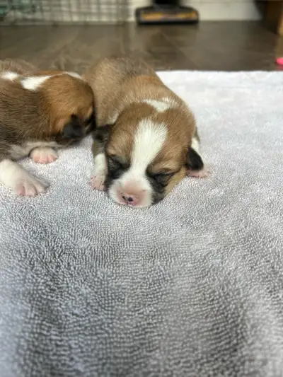 Pembroke welsh corgi puppies, View more