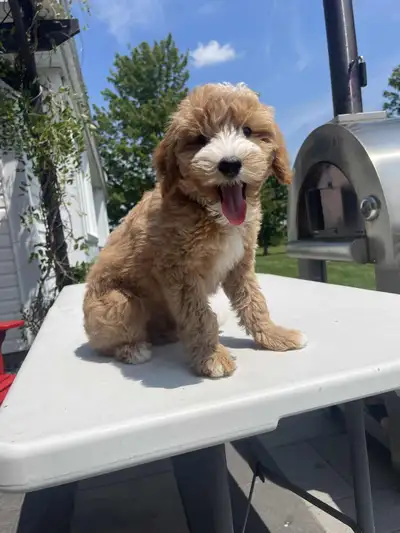 1 mini whoodle  male pup for sale, View more