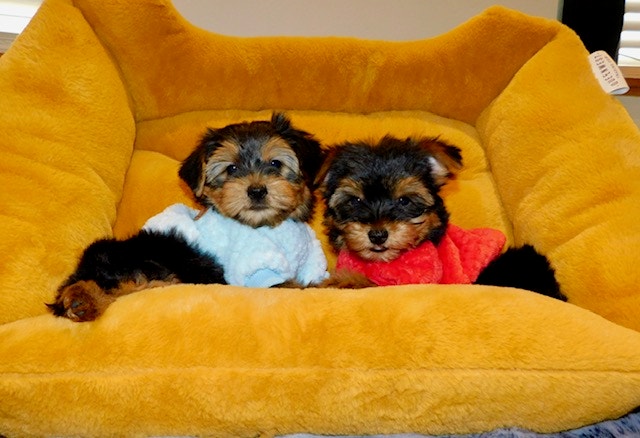 Tiny Toy Yorkie terrier puppy | Dogs & Puppies for Rehoming | City of ...