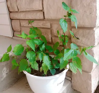 Organic Nettles, View more