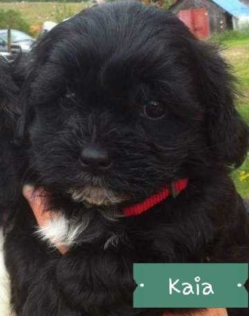 Shih Poo Pups 8 WEEKS old  (ONLY 2 LEFT)  in Dogs & Puppies for Rehoming in North Bay - Image 2