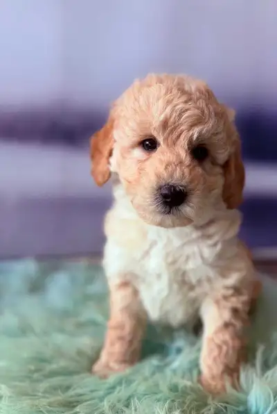 ONLY 1 BOY LEFT!!!!!! Our gorgeous F1B Mini Goldendoodle puppies are available to go home today. We...