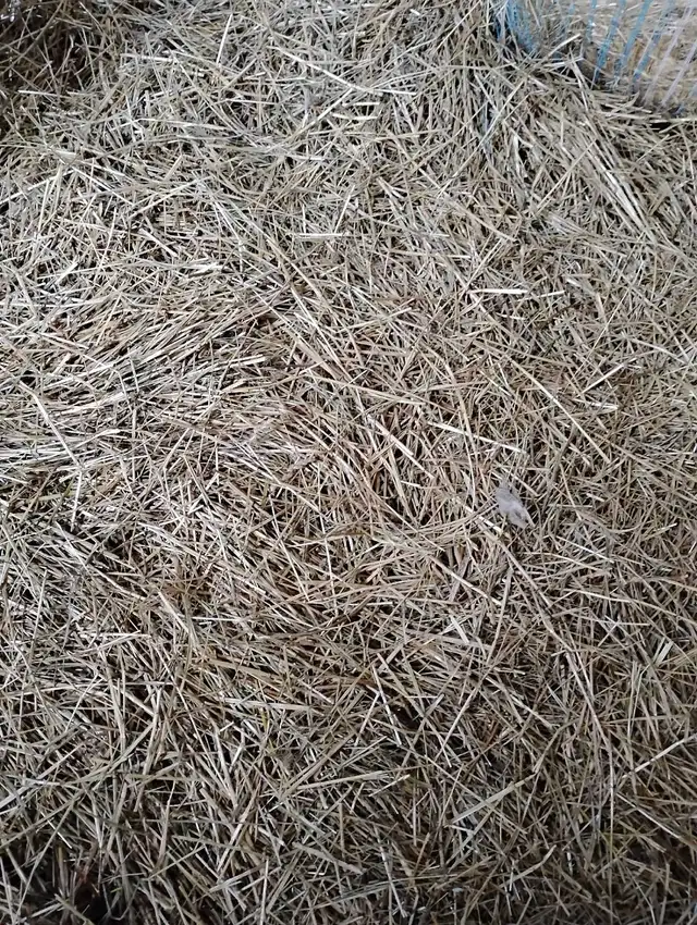 STRAW for sale