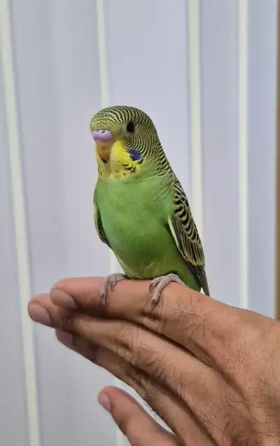 green baby budgie available, View more