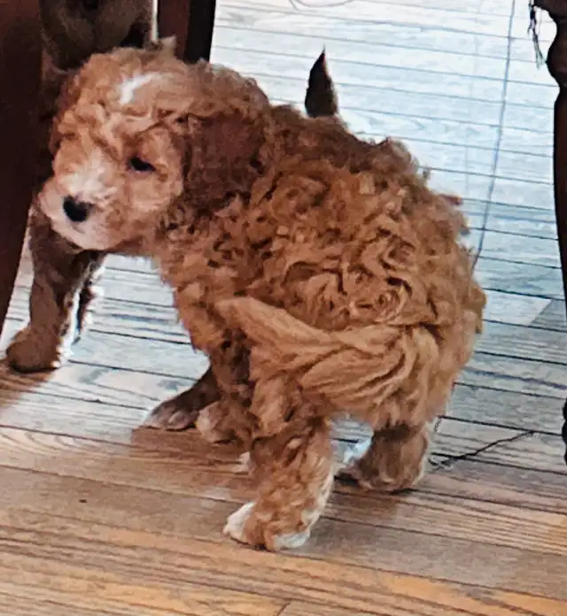 Beautiful Cavapoo Puppies in Dogs & Puppies for Rehoming in Markham / York Region - Image 3