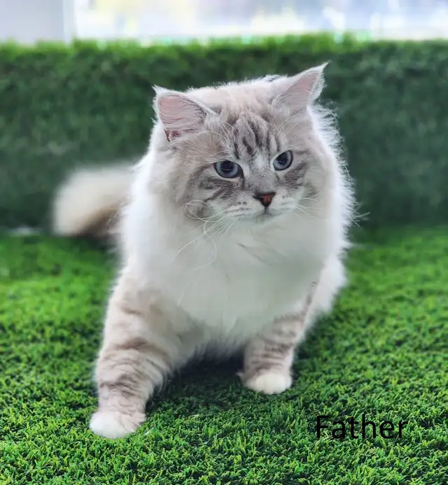 Neva Masquerade Kittens (Siberian) | 2 Available