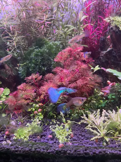 Pure breed blue grass guppies parents are from fish show see quality and shape of tails. Some younge...
