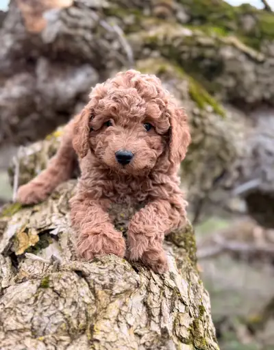 Beautiful miniature cockapoo, View more