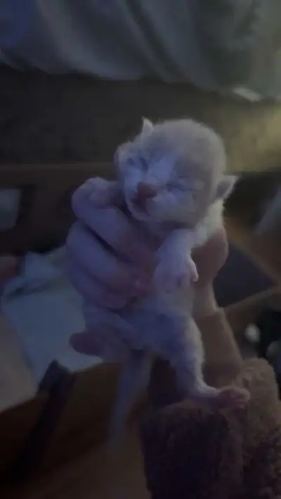 Newborn Kittens , View more