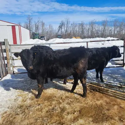 Open heifers , View more