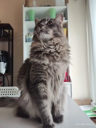 Bonded Maine Coon  – Loving Home Needed - serious only, View more