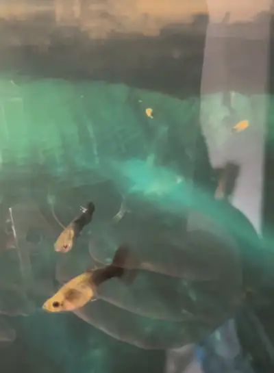 Mixed Guppies, View more