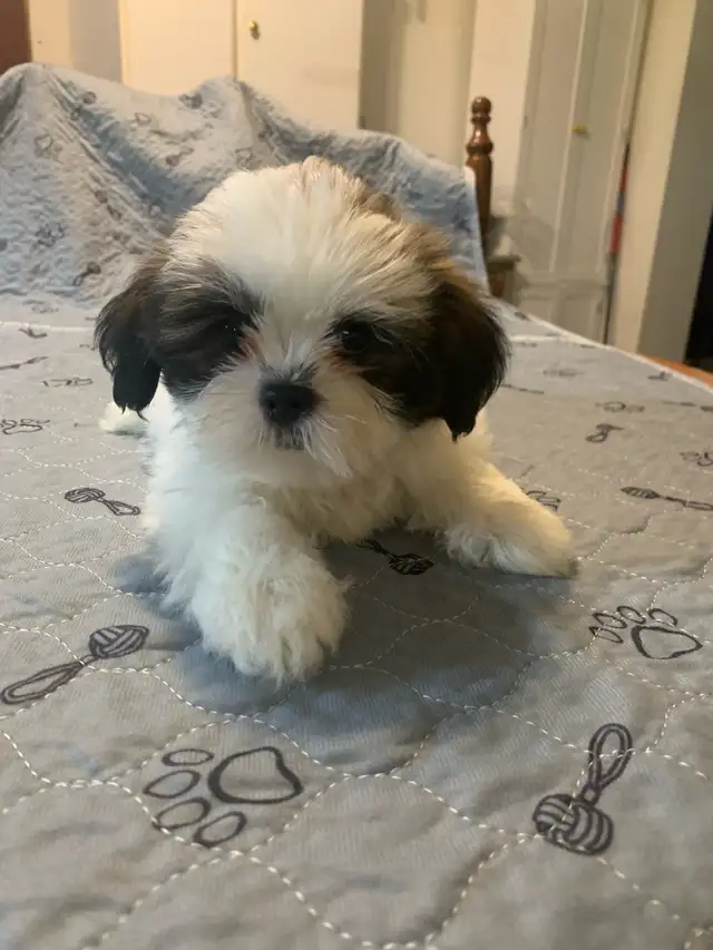 SHITHZU  Puppies for Sale in Dogs & Puppies for Rehoming in Leamington - Image 3