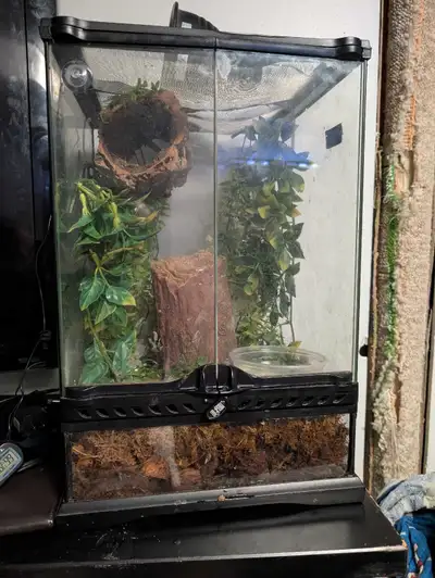 crested gecko and enclosure, View more