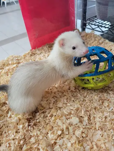 baby ferrets, View more