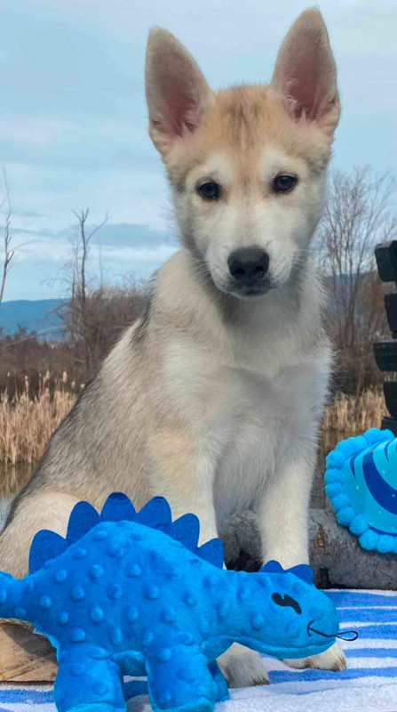 3 Beautiful pomsky (Husky X Pomerasnian)  puppies in Dogs & Puppies for Rehoming in Kelowna - Image 3