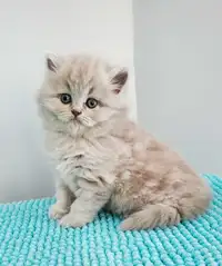 Lilac British Longhair Kittens