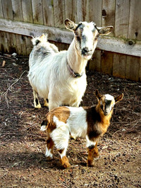 Mini Alpine and baby goat!