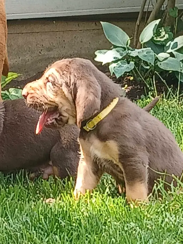‍Bloodhound puppies in Dogs & Puppies for Rehoming in Norfolk County - Image 2