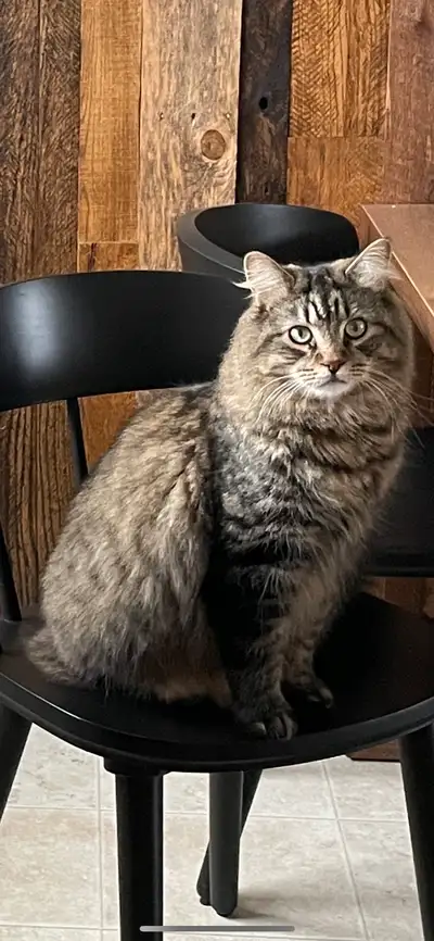 Male cat for rehoming , View more