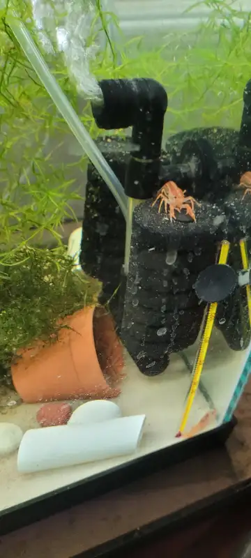 Mini Orange Dwarf Crayfish for SALE! in Fish for Rehoming in Woodstock - Image 6