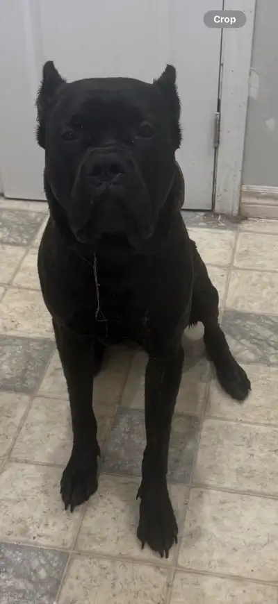 Male cane corso, View more