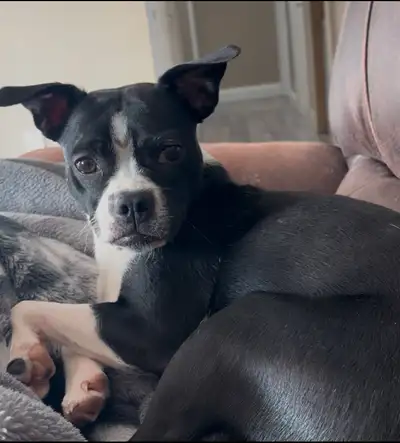 Boston Terrier/ Jack Russell Mix for Rehoming, View more